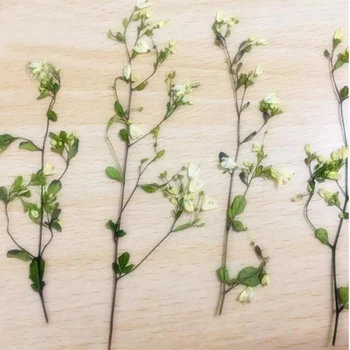 10pcs Sušené Stlačené Tang Songya s Stoniek Kvetov Rastliny Herbarium Pre Šperky Pohľadnicu Telefón Prípade Záložku Plavidlá typu 