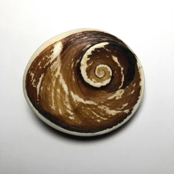 40 mm Prírodná Biela Slimák Shell Conch Kameň Fosílnych Ammonite Plátok Doska Madagaskar Minerálne Vzor Svadobné Party Dekorácie