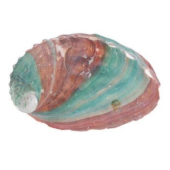 2 ks 6-7 cm Abalone Shell Prírodné Conch HOBBY Ručné Materiál, Fotografie, Rekvizity Maľovanie Miestnosti Dekorácie