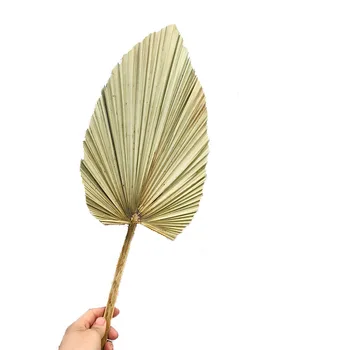 Palm Fanúšikov Leaf Prírodné Sušené kvety Nordic Štýl Domova DIY Usporiadanie Závesné Kvetinové Steny Foto Rekvizity Svadobné Arch Dekor