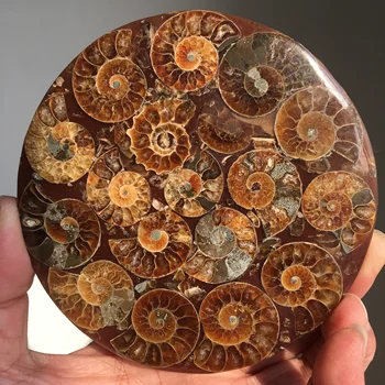 1pc Prírodné shell nautilus fosílnych liečivých minerálnych reiki vzor umelecké zbierky kameň remeselné dekorácie