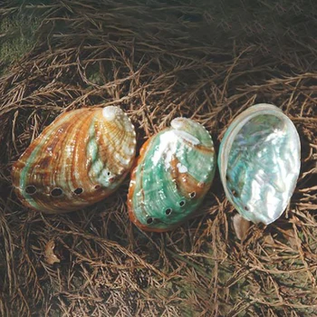 2 ks 6-7 cm Abalone Shell Prírodné Conch HOBBY Ručné Materiál, Fotografie, Rekvizity Maľovanie Miestnosti Dekorácie